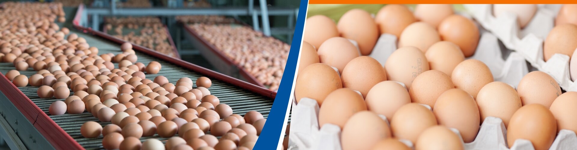 egg-production-narrow