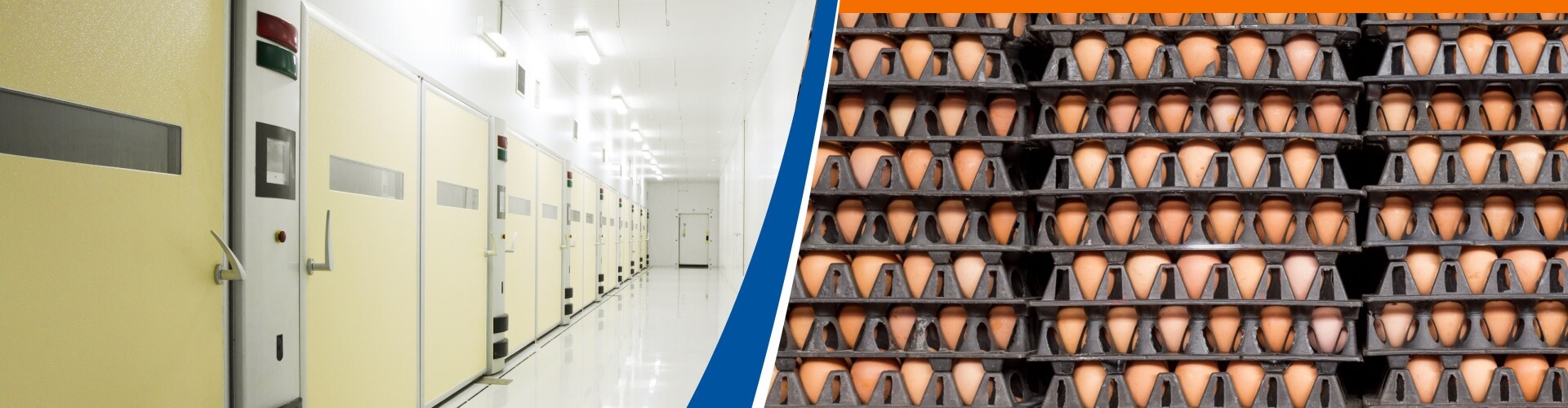 egg-storage-hatching-narrow