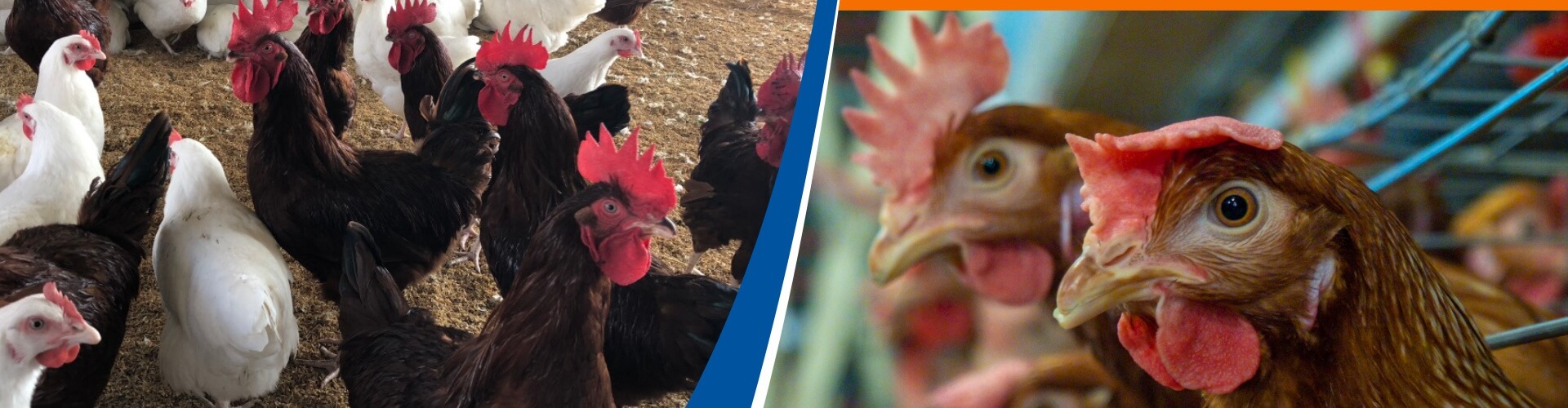 layer-chickens-brown-narrow