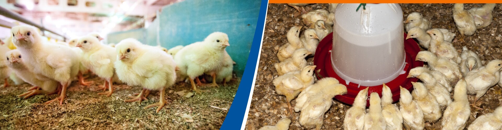 new-hatchling-drinker-narrow