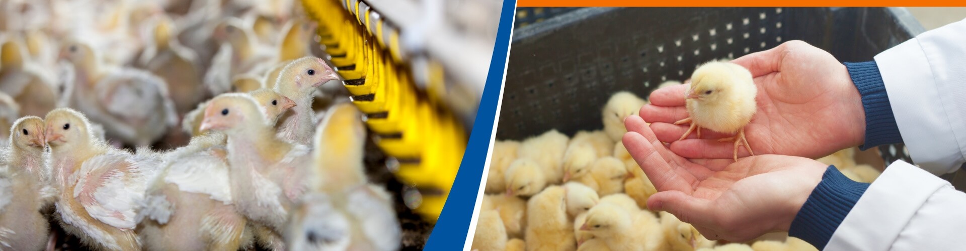 new-hatchling-feeder-narrow