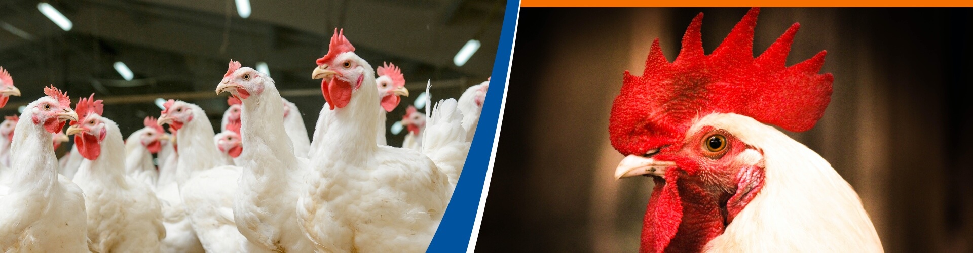 white-chickens-narrow-1